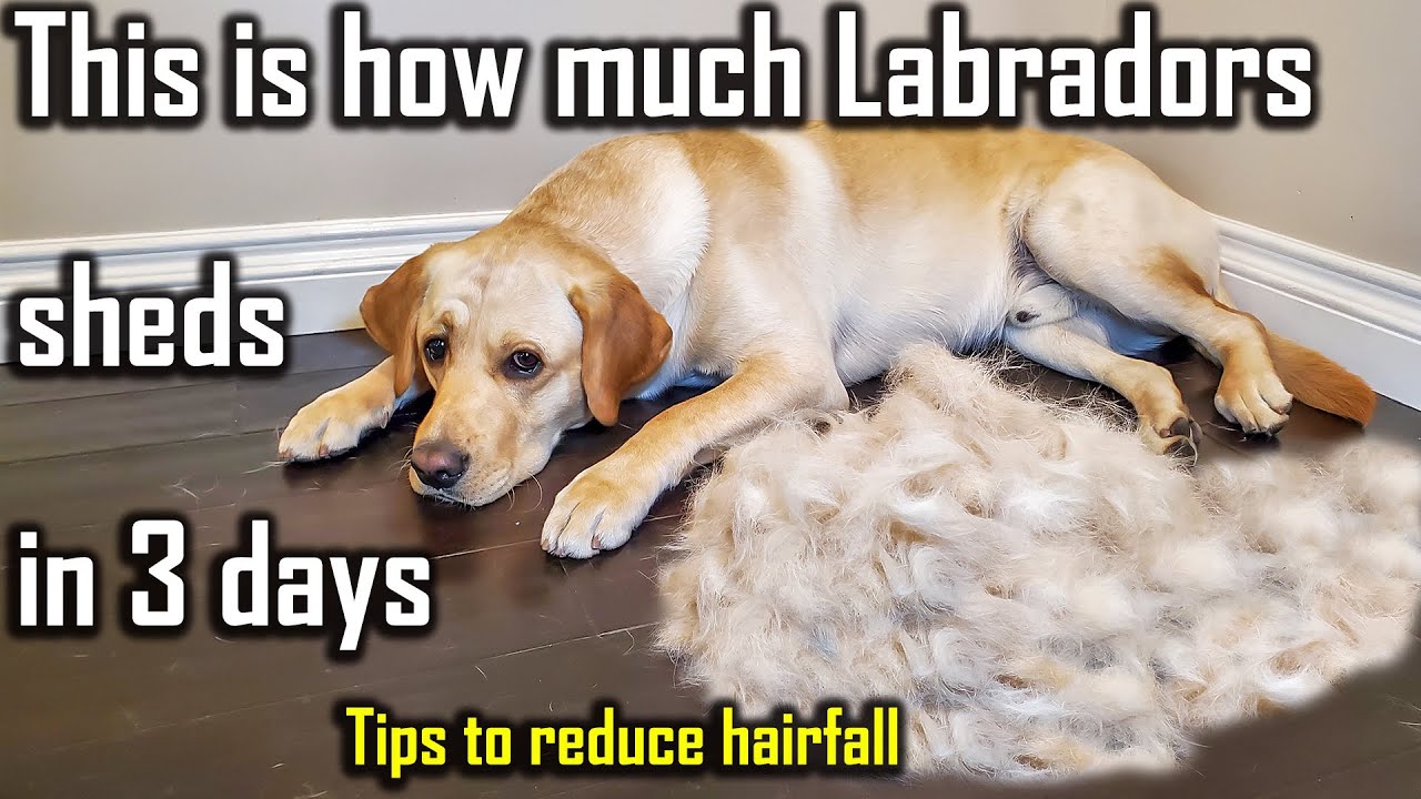 How to Stop Hair Fall in Labrador Dogs