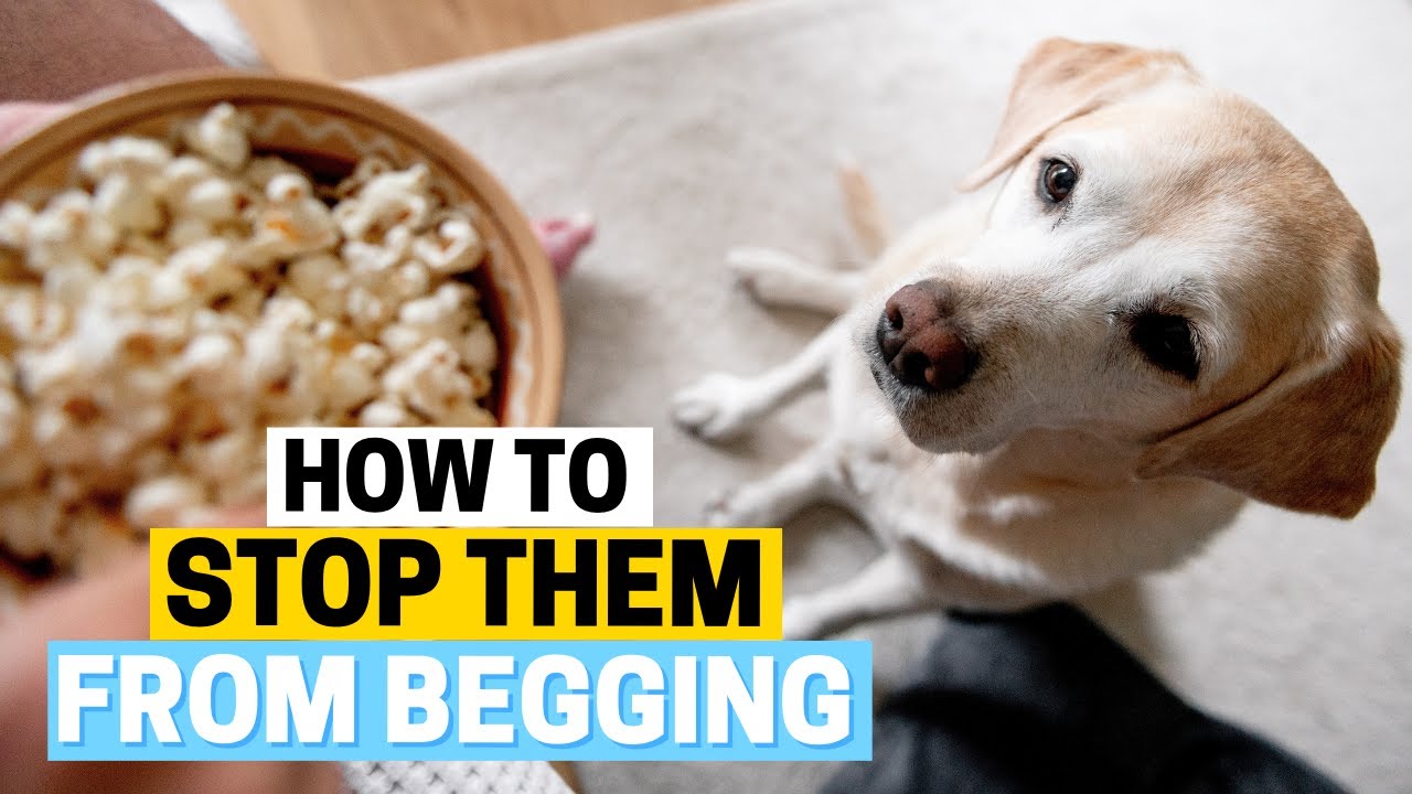 How to Stop Labrador Begging for Food