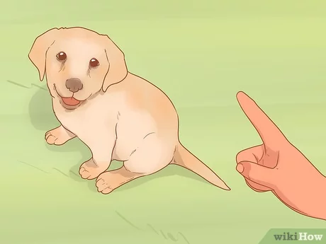 How to Take Care of a Labrador Puppy