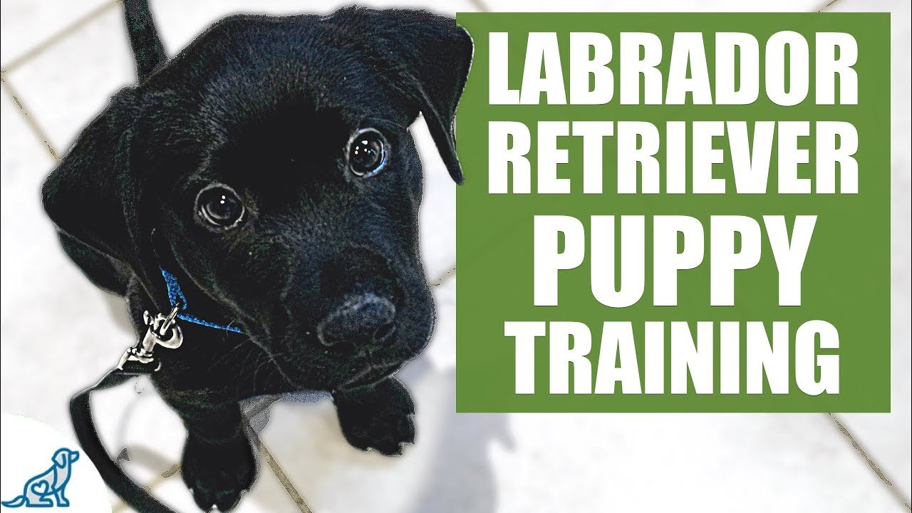 How to Teach Labrador Puppy