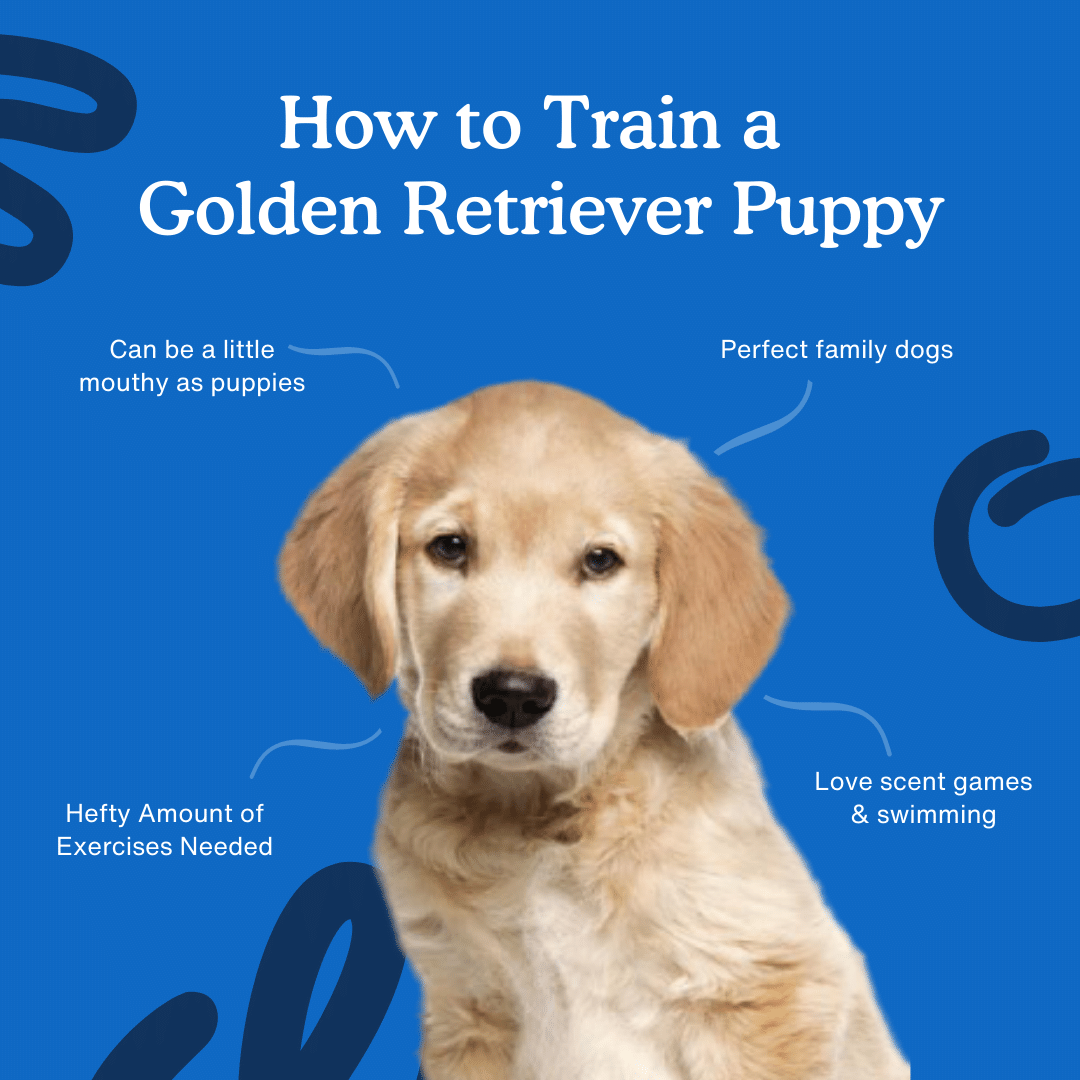 How to Train a Golden Labrador Puppy