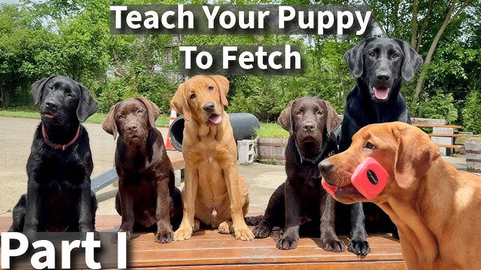 How to Train a Labrador Puppy to Fetch