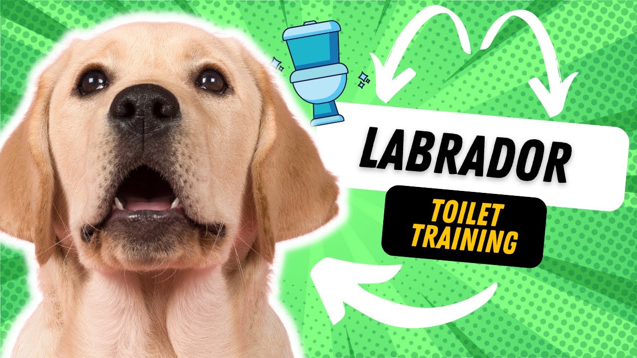 How to Train a Labrador Puppy to Pee Outside