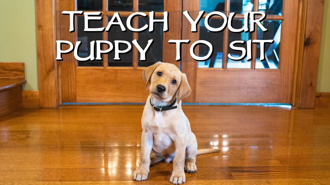 How to Train a Labrador Puppy to Sit