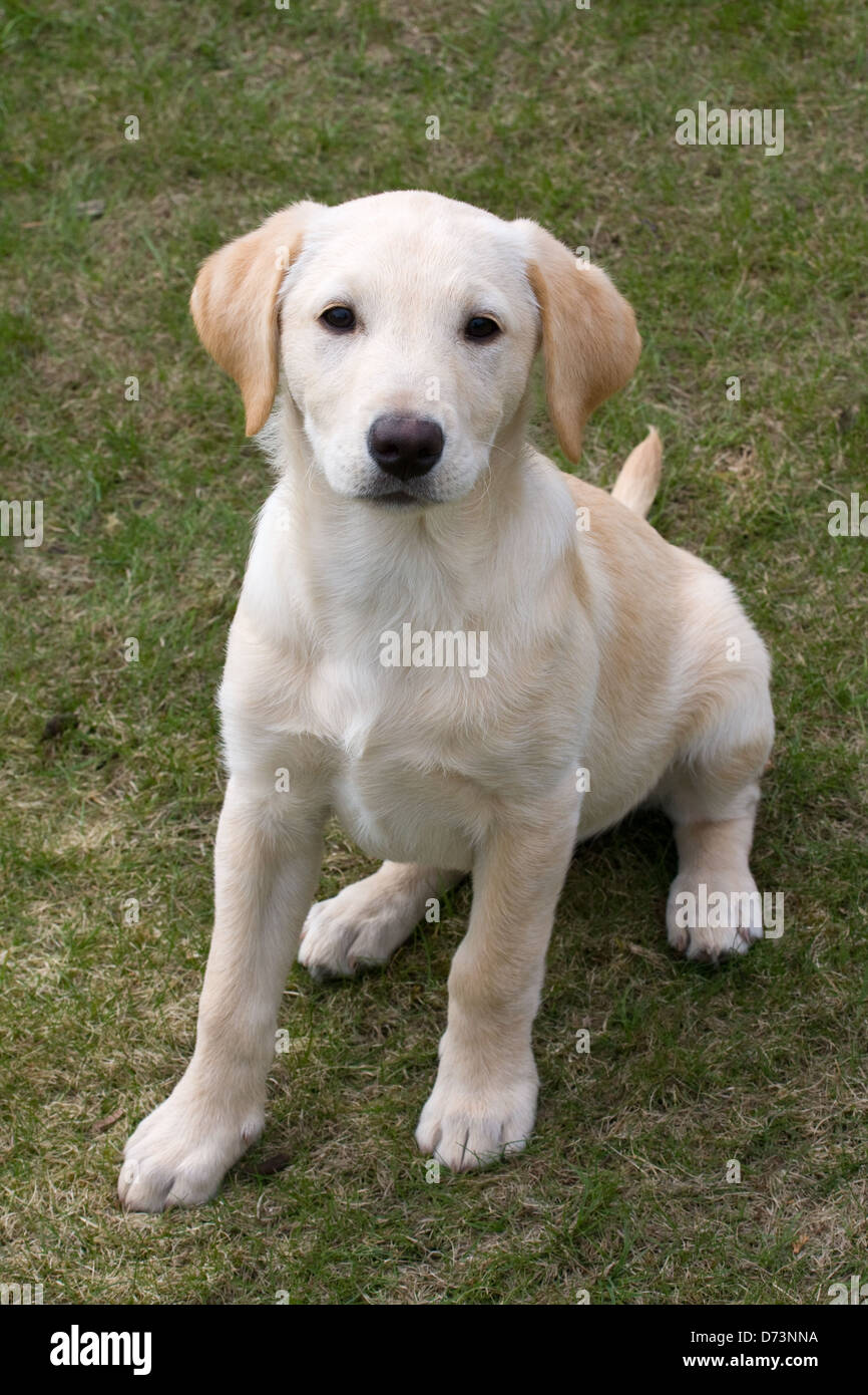 Is Pedigree Good for Labrador Puppies