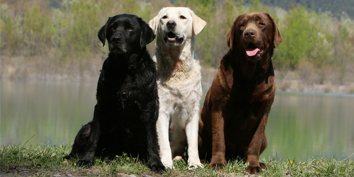 What Color Labrador is Best