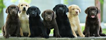 What Determines Labrador Retriever Coat Color