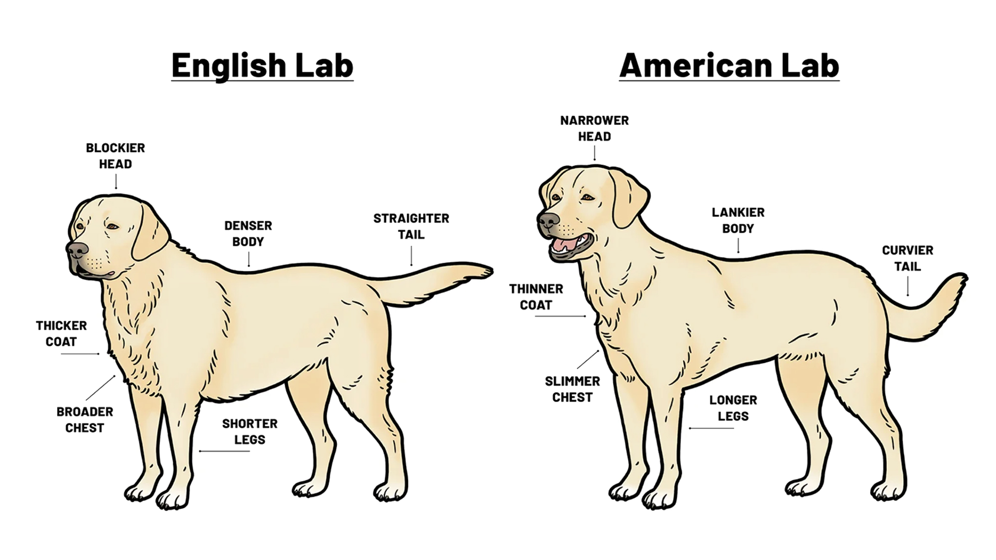 What is the Difference between American Labradors And English Labradors