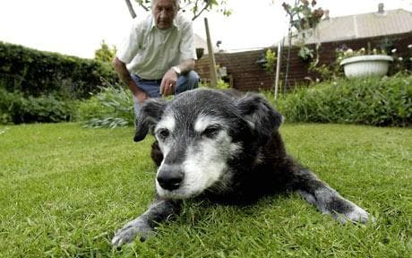 What is the Oldest Labrador That Ever Lived