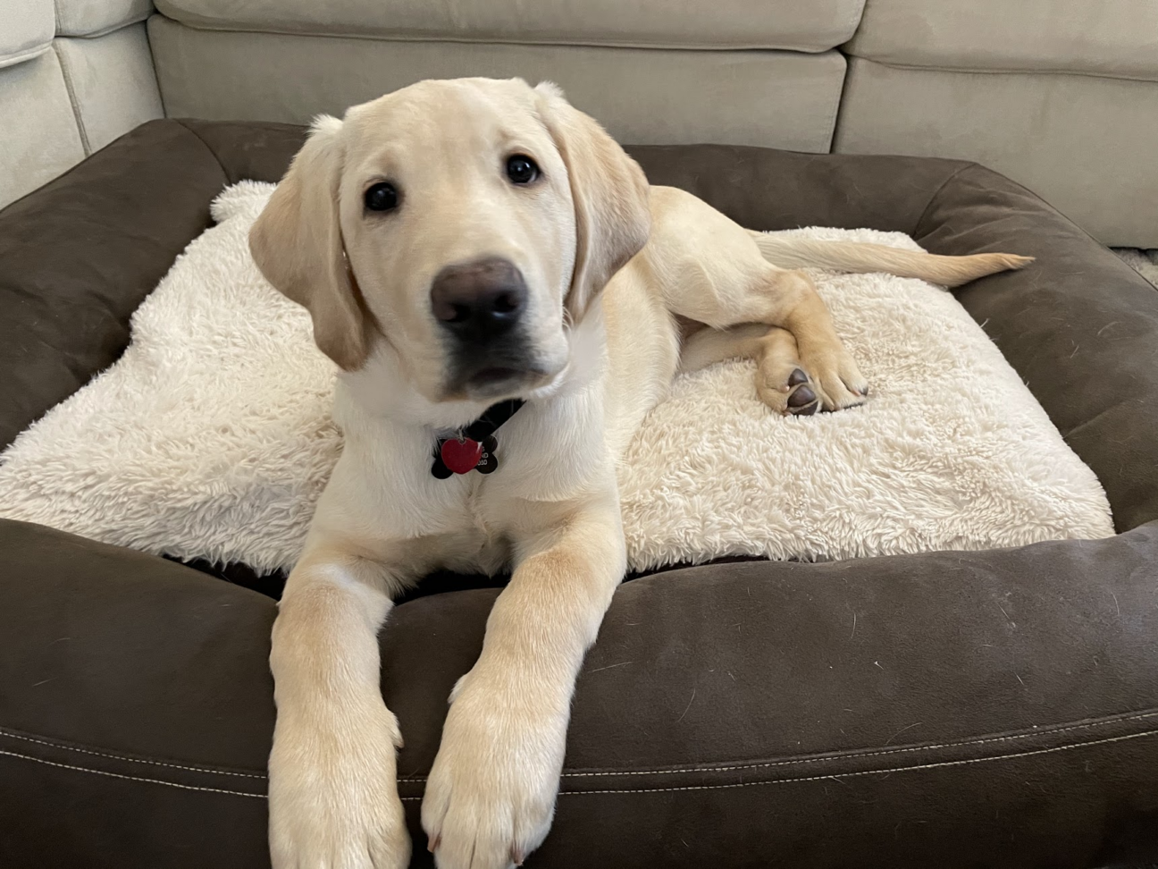 What Size Bed for Labrador Puppy