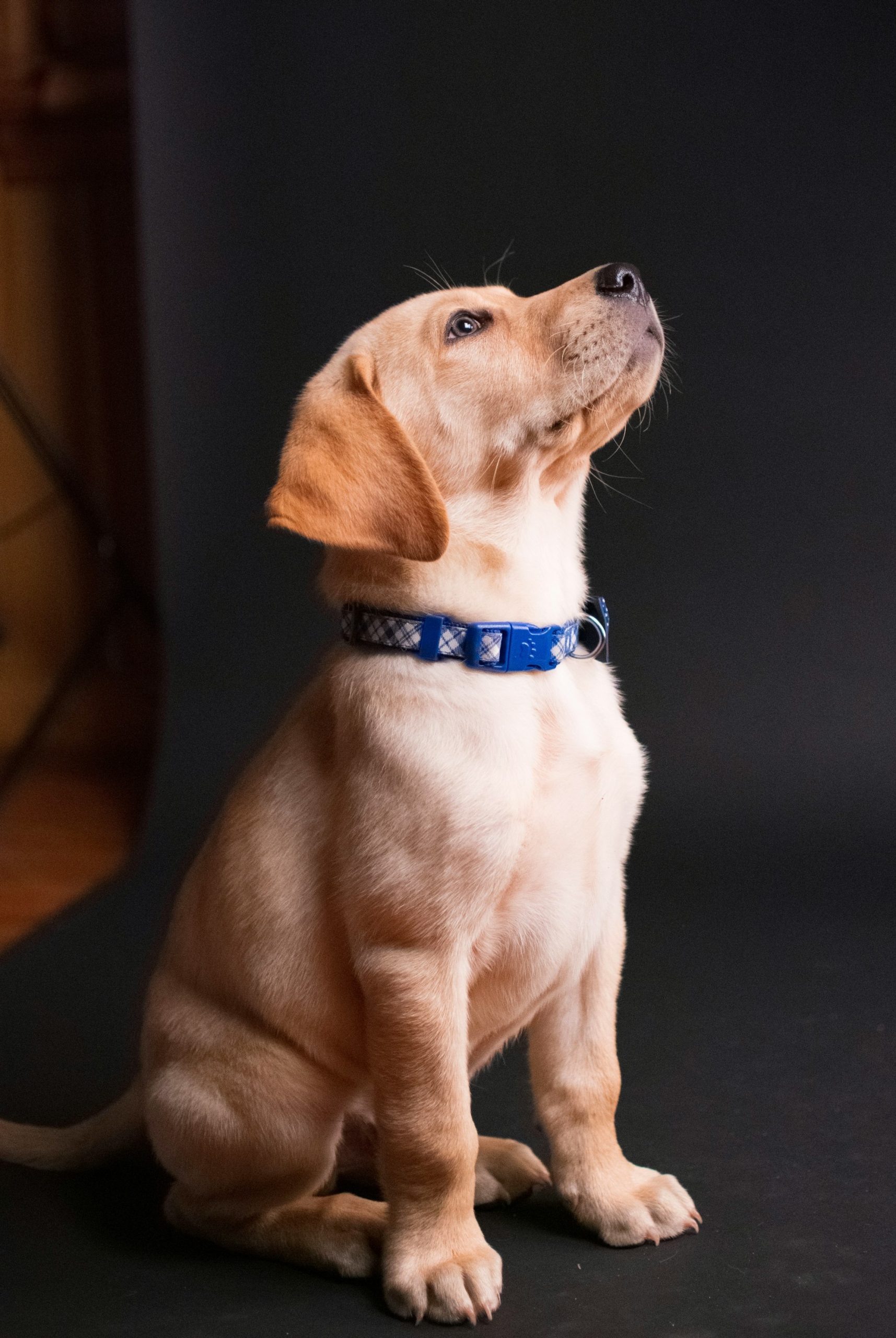 What Size Collar Does an 8 Week Old Labrador Need