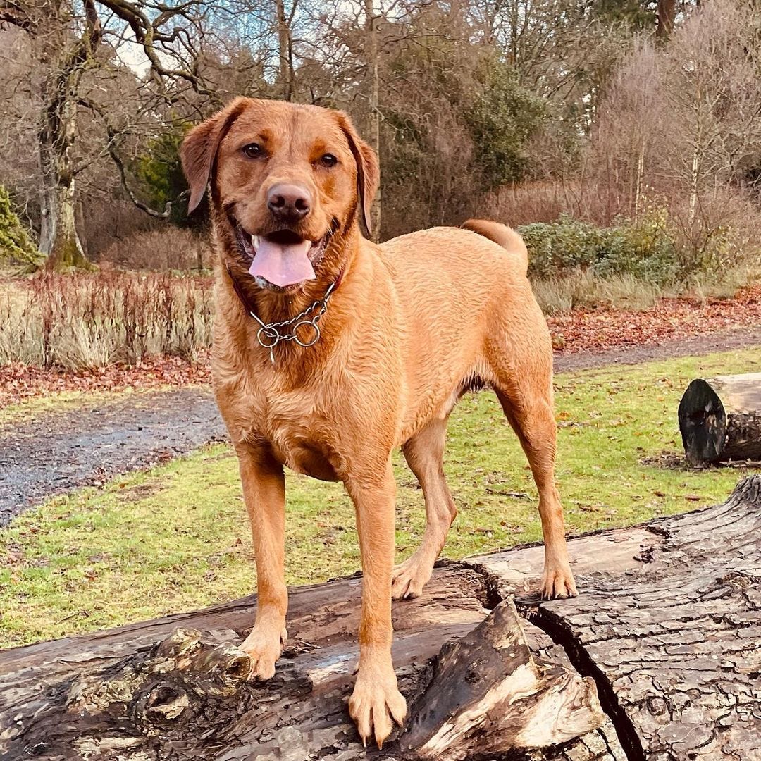 What to Ask When Buying a Labrador Puppy