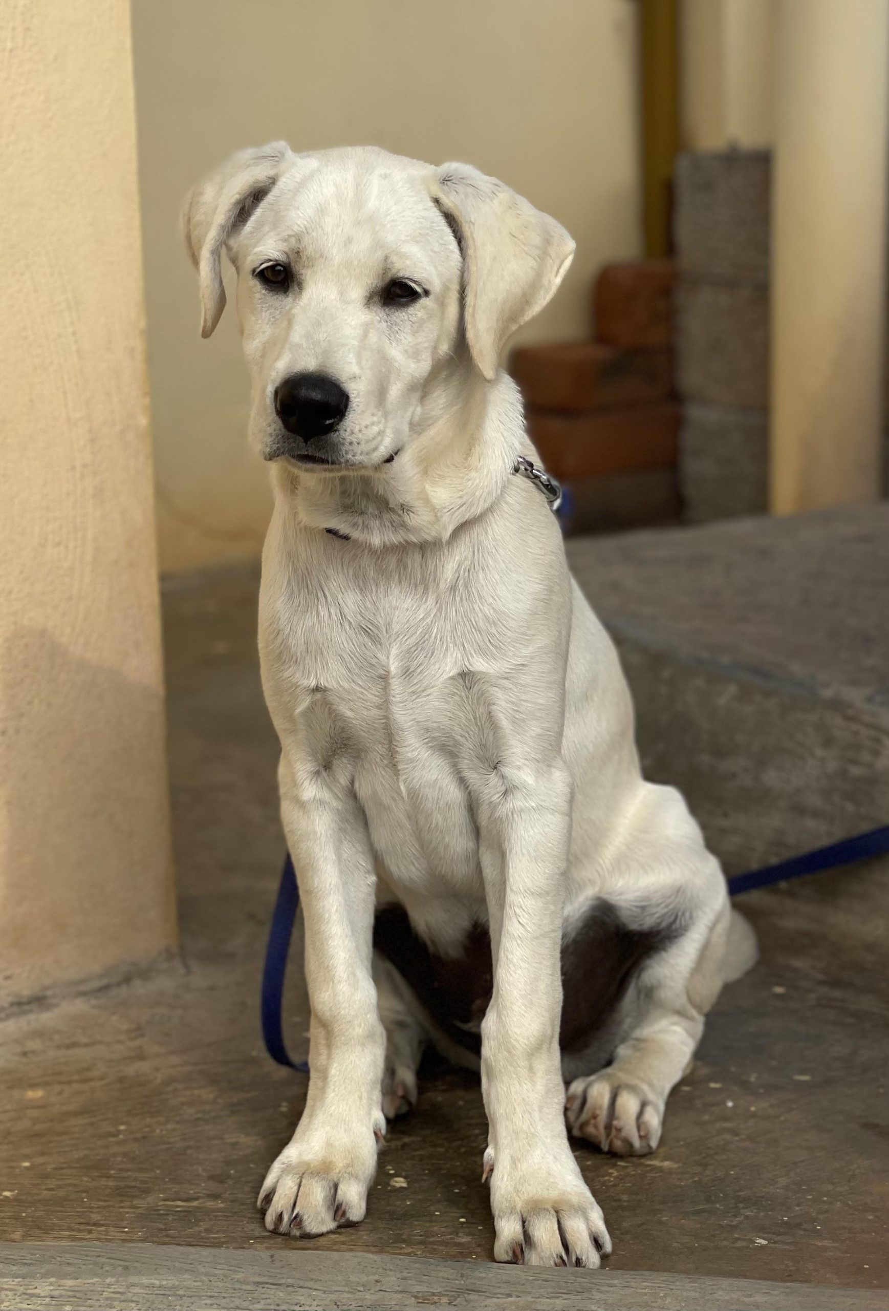 What to Feed a 3 Month Old Labrador Puppy