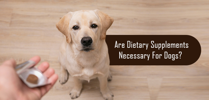 What Vitamins Do Labradors Need