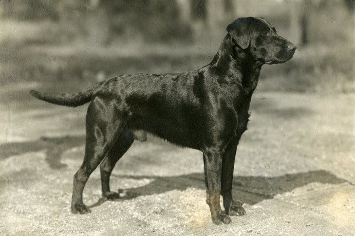 What were Labradors Originally Bred for