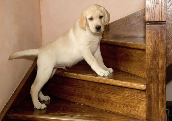 When Can Labrador Puppy Climb Stairs