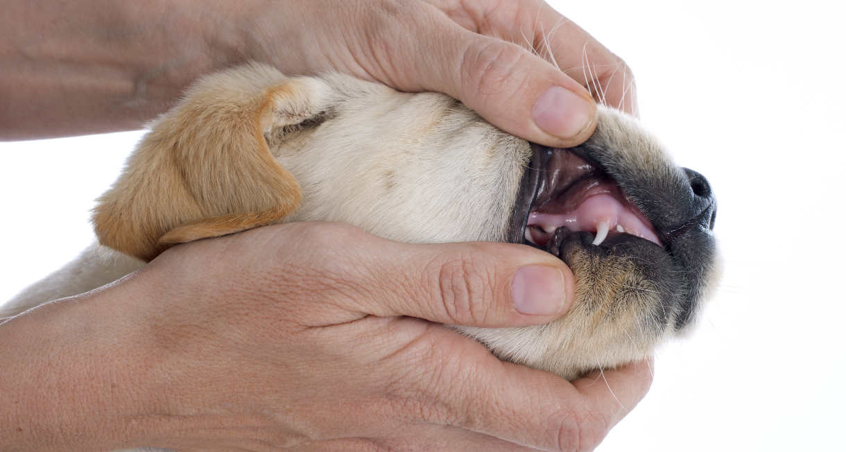 When Do Labrador Puppies Lose Their First Teeth