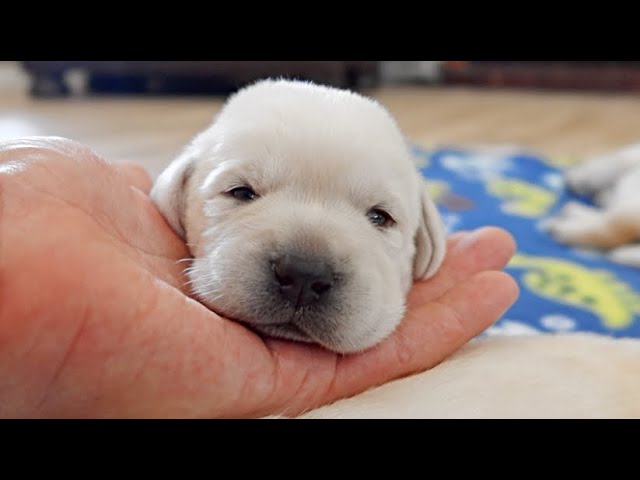 When Do Labrador Puppies Open Their Eyes