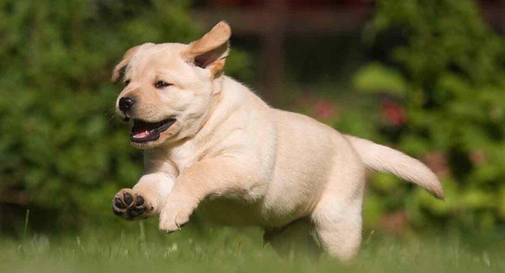 When Do Labrador Puppies Stop Growing