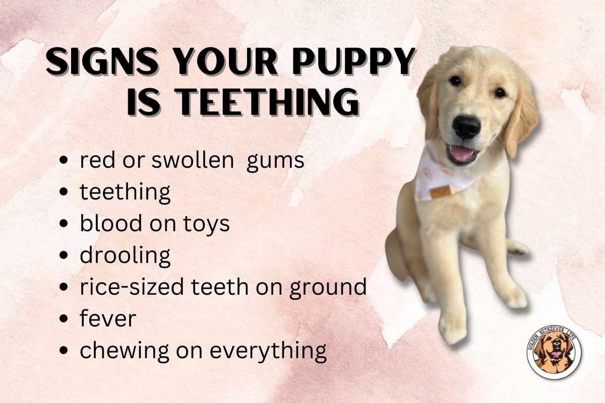 When Do Labradors Stop Teething