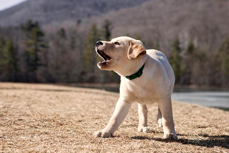 When Does a Labrador Puppy Start Barking