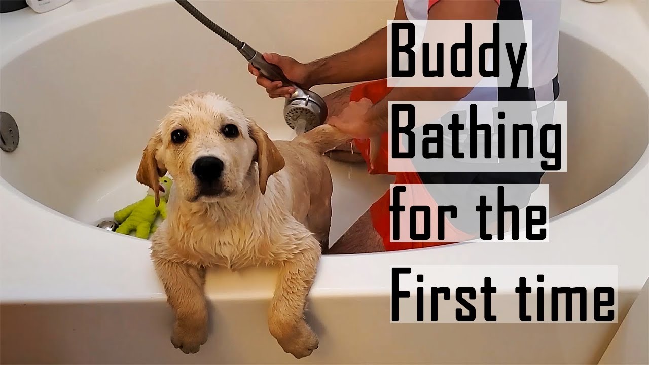 When to Bathe a Labrador Puppy for the First Time