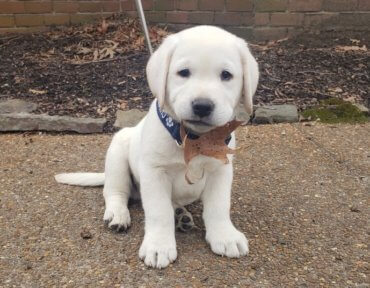 When to Neuter a Labrador Puppy