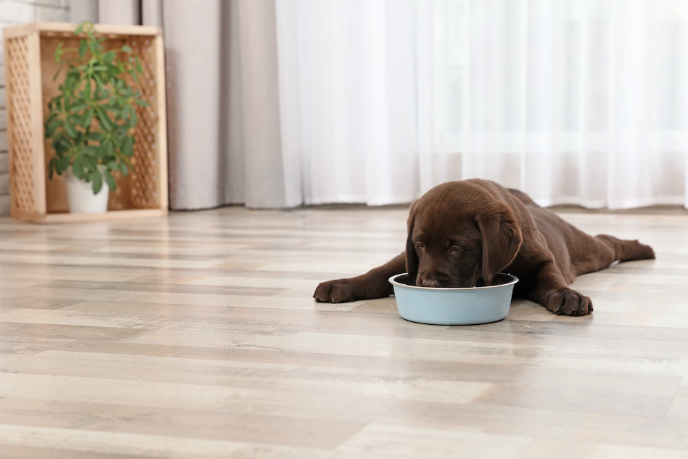 When to Switch Labrador Puppy to Dog Food