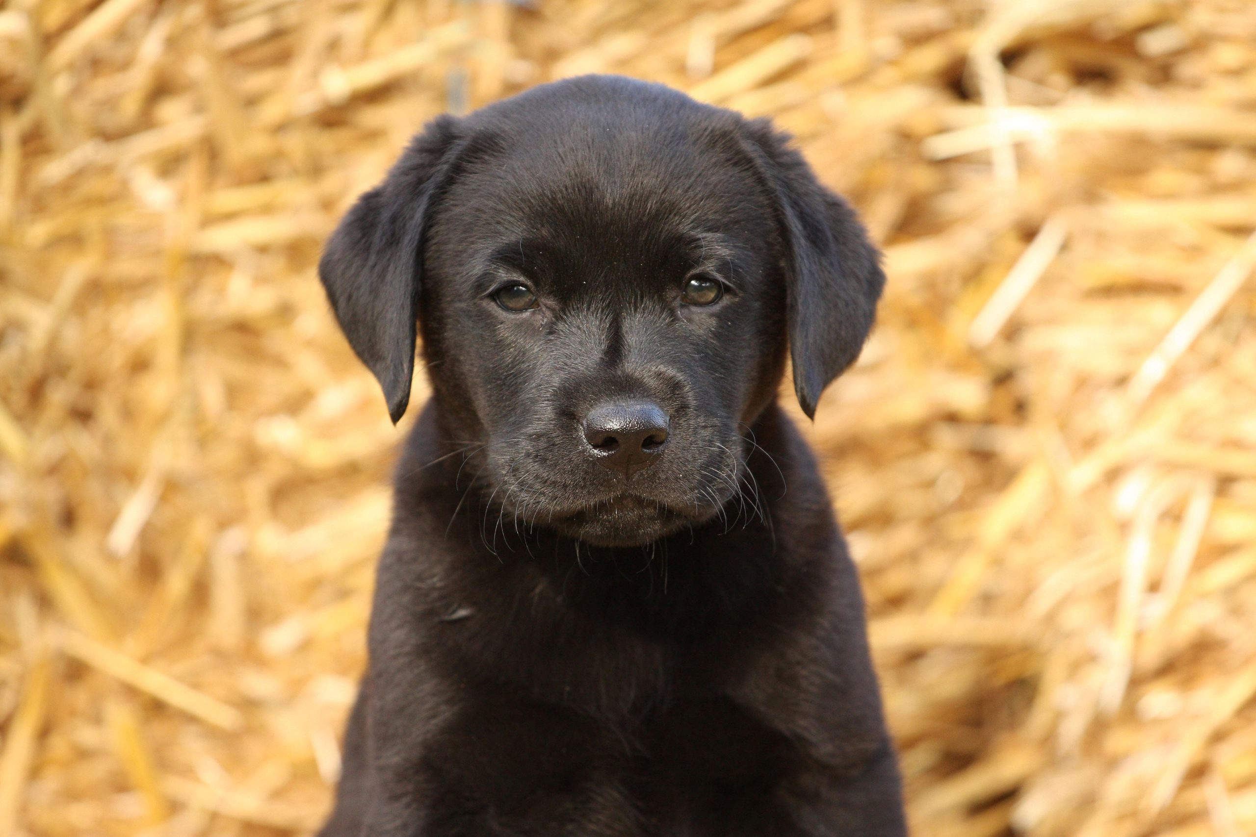 Where Do Labradors Originate from