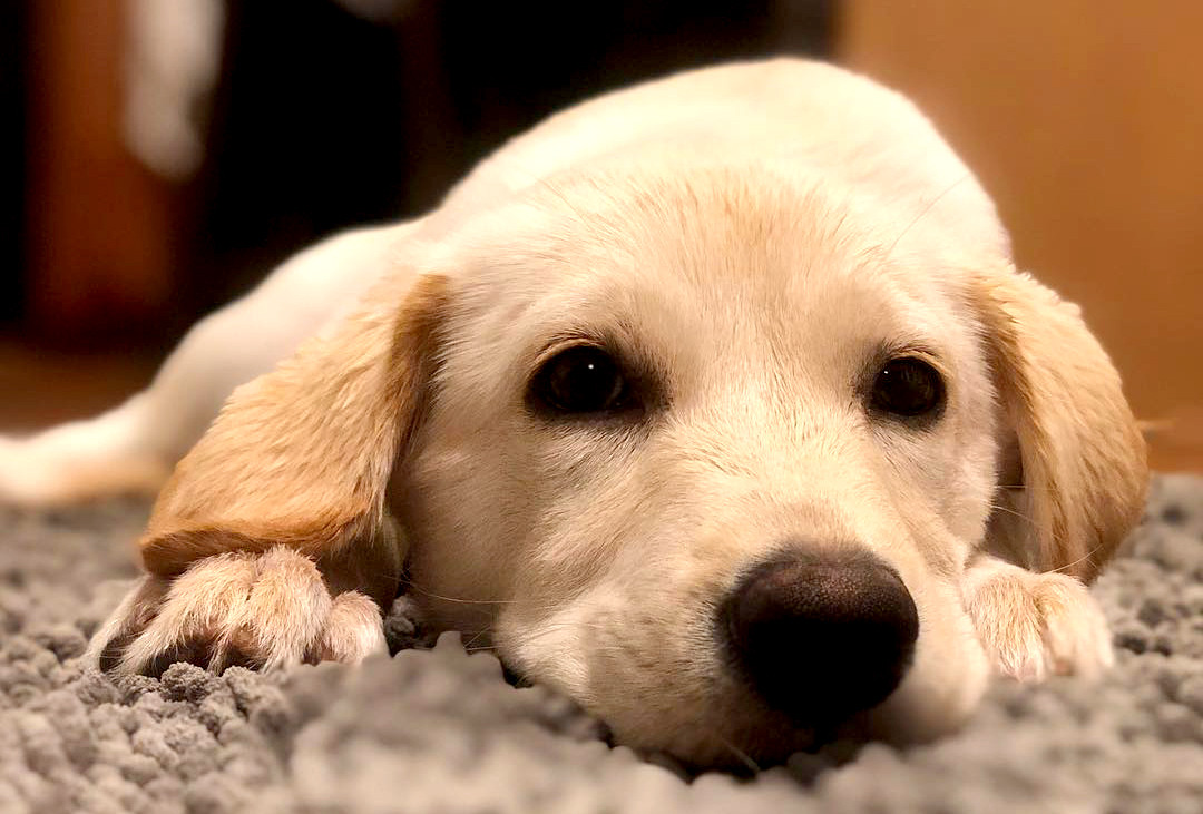 Where to Adopt Labrador Puppies