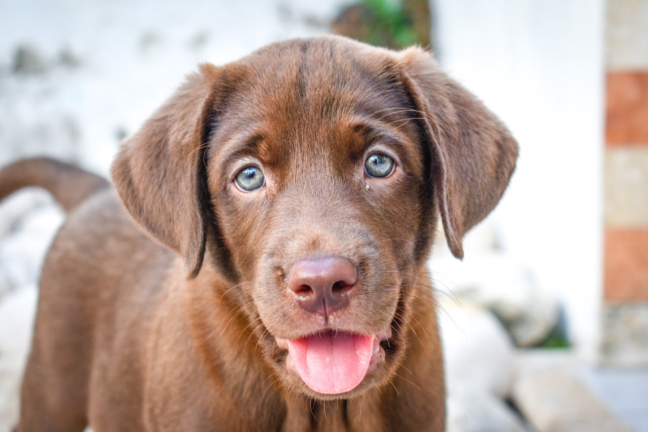 Where to Buy a Chocolate Labrador Puppy