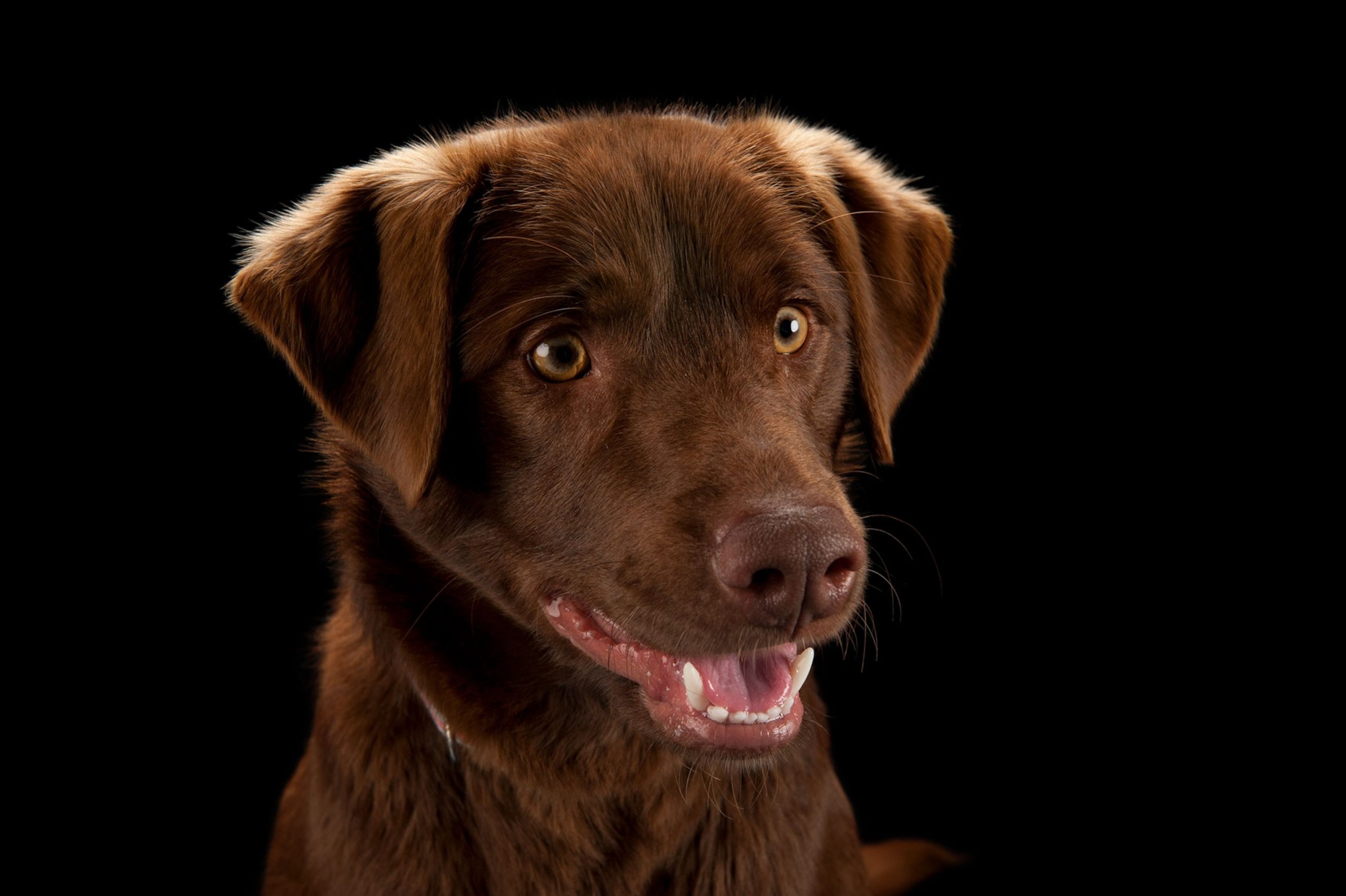 Which Colour Labrador Lives the Longest