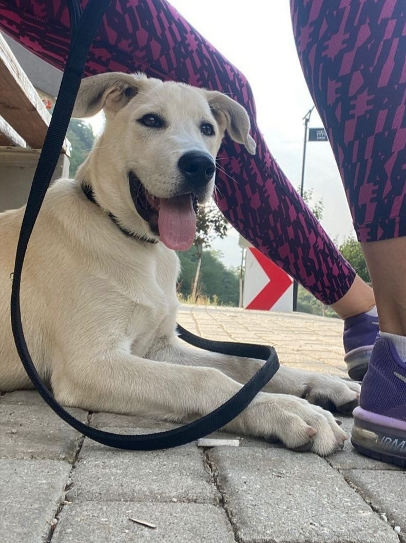 Why Do Labradors Have Floppy Ears