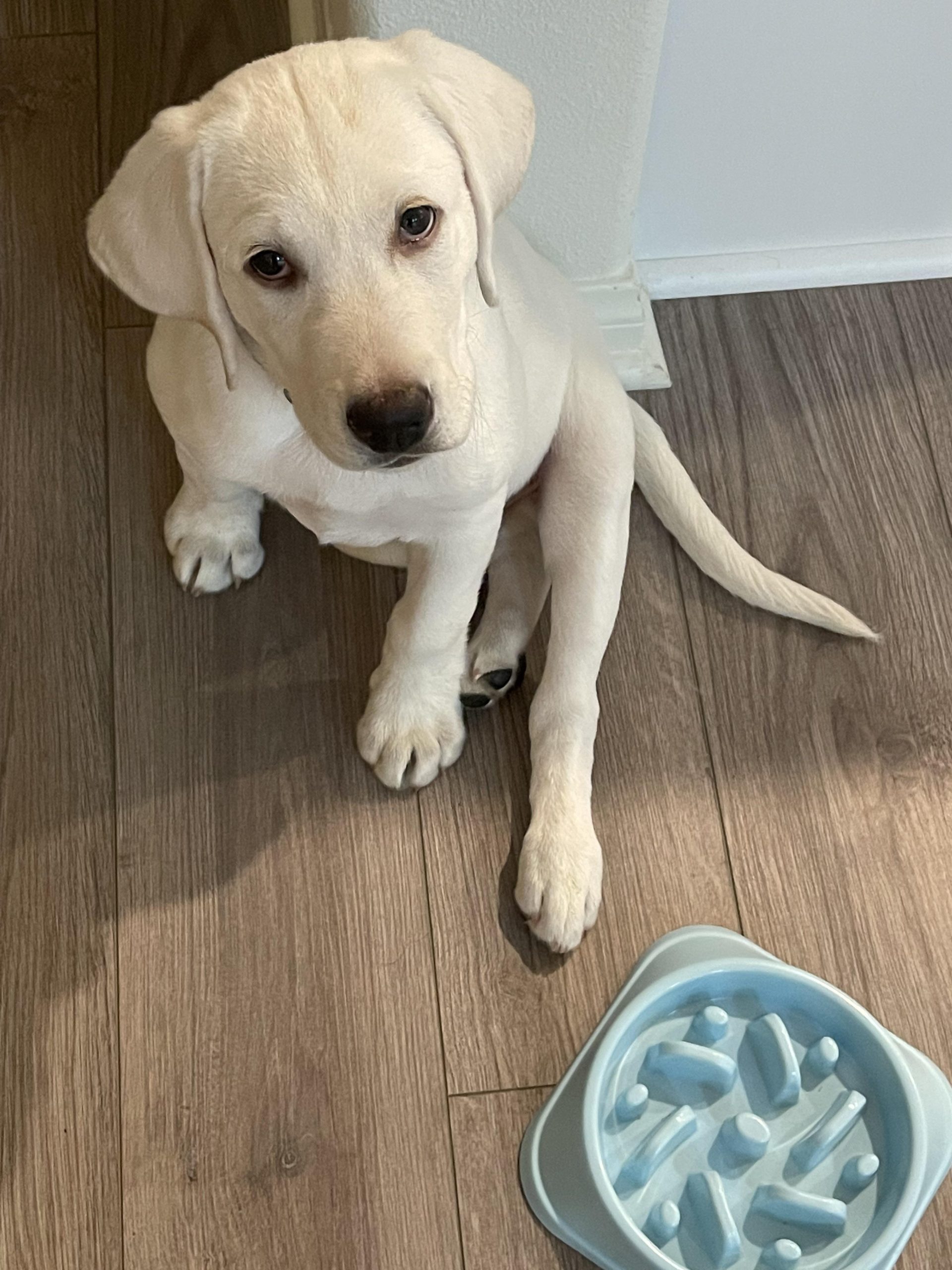 Why is My Labrador Puppy Always Hungry