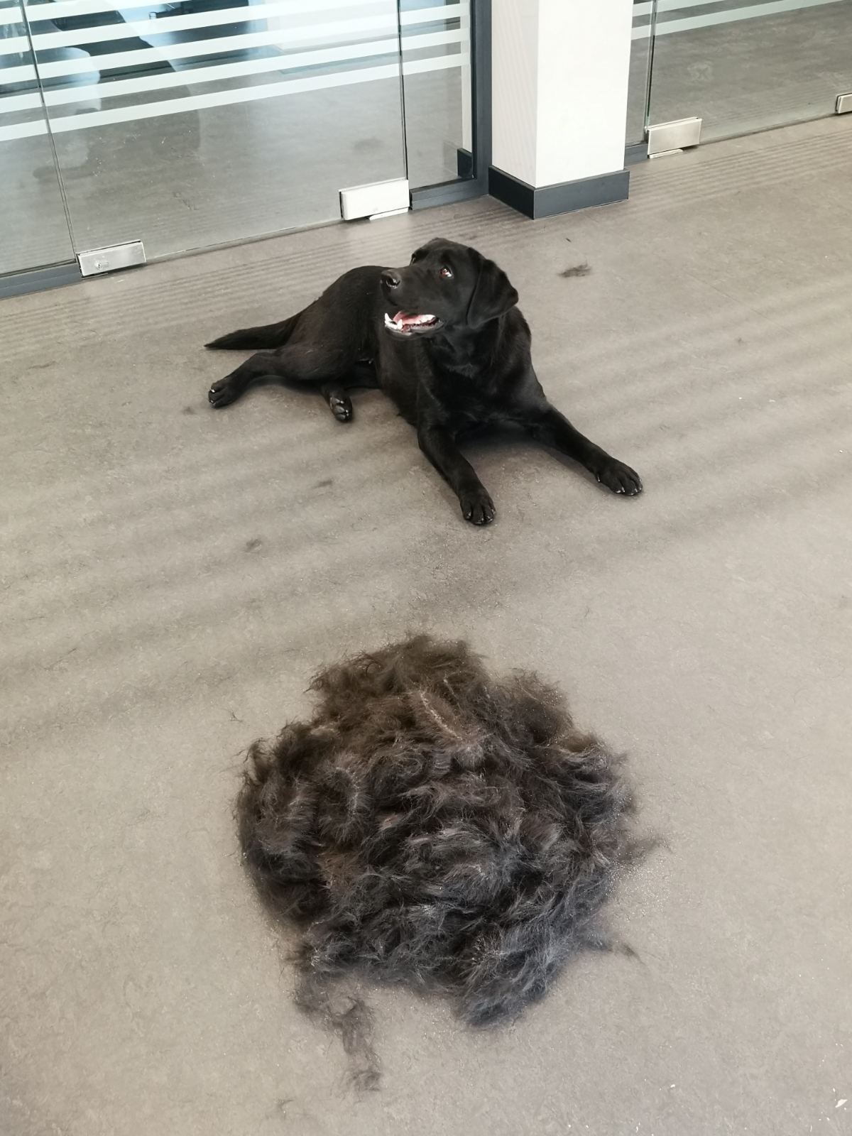 Why is My Labrador Shedding in Winter