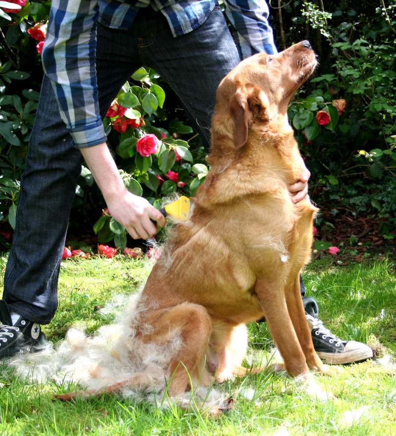 Why is My Labrador Shedding So Much