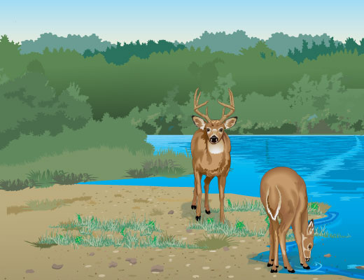 Deer Need Food And Water To Survive What Is Food And Water For The Deer Population